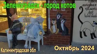 Зеленоградск - город котов, Октябрь 2024