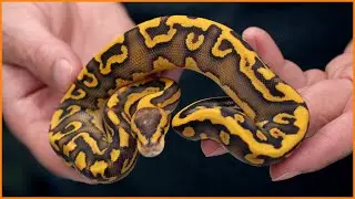 The Craziest Ball Pythons we’ve BOUGHT!