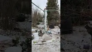 Эксперимент по укрытию винограда на зиму
