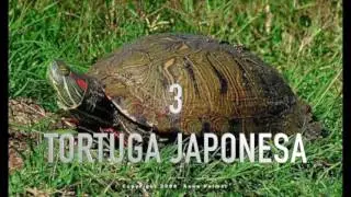 TOP 10 LAS MASCOTAS EXÓTICAS MÁS FÁCILES DE CUIDAR QUE PUEDES TENER.