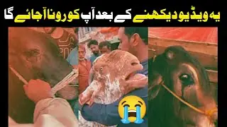 Bull Crying 2022 Eid Compilation 😭