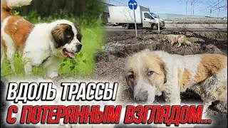 Вдоль трассы с потерянным взглядом... | Лила