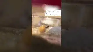 Mit diesem Protein wirst du stark wie eine Lasius niger Ameise! Geisteskrank!
