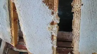 Откачка меда на кочевой пасеке / Pumping honey on a nomadic apiary