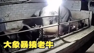 大象深夜闯进牛棚，对着几头老牛大打出手，老牛全程挨打。
