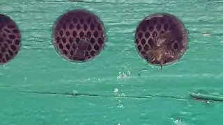Пчелы- воровки