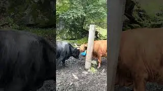Are Norwegian Cows The Cutest Cows? #travel #norwayadventures #cow #wanderlust #travelguide