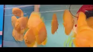 Chens discus 2023
