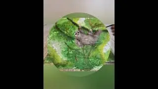 рисование трёхпалого ленивца и меня😍🐾👱🏻‍♀️🖌️