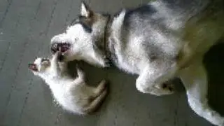 Harvey and Loki - Playing 3.
