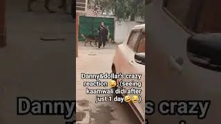 Gsds crazy reactions😂🤣| Subscribe for more such content😊| #shorts#viral#youtubeshorts #dog #doglover