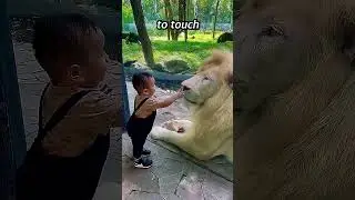 Lion vs Kid