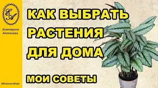 Как правильно выбрать растения для дома. Советы от флориста.