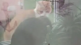 У нас гости.