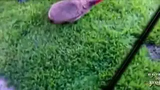 Злой ёжик хочет откусить палец  Прикольное видео