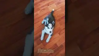 хаски