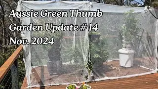 Garden Update- broad beans, caterpillars, tomatoes