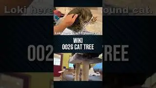 Wiki Cat Tree Review