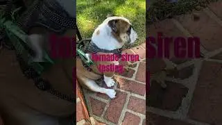 #bulldog #bullybully #bulldogslove #dogbreed #cute #bulldogfamily #englishbulldog #dog #puppy