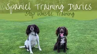 Gundog Training - The Stop Whistle