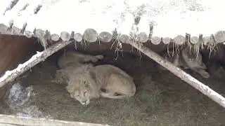 У львов своя зимняя атмосфера🦁❄ ПАРК ЗЕМЛЯ ПРАЙДА 🌿