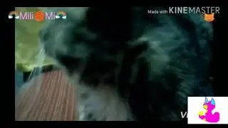 Котоклип  Мало так мало (для Nakxy Mi)
