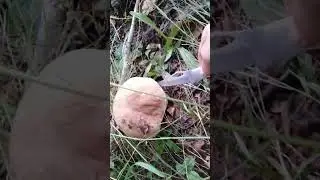 ✔Красивый белый гриб🌳🍄✔  #deeprussia #mushroom #deeprussia  #грибы