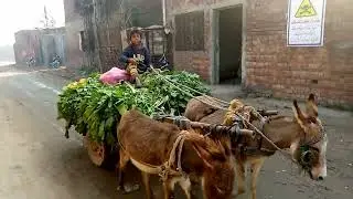 Funny donkey cart