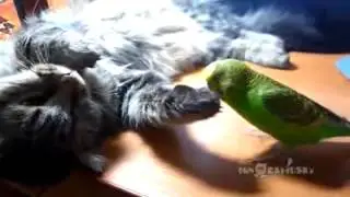 Разговорчивый попугай не дает спать коту.