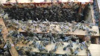 Ana arısız kalmış kovan davranışı.