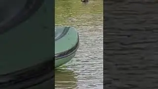 Медведь поставил сеть