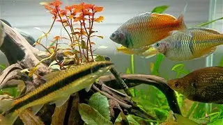Bosmani Rainbow Fish Pairing & Spawning/Breeding!!!🌈🐟😍🥰🥰