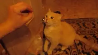 Кот на пустом месте устроил драку // Angry cat