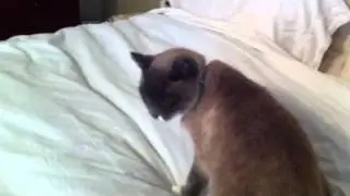 Cat Nose Cheese
