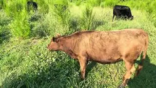 August 13, 2024 Healthy Herd!