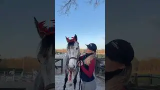 I want two things for Christmas: A stable or a Grand Prix horse🥹🙏🏼 