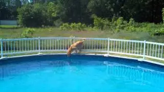 Kaci Balancing Around Pool Edge