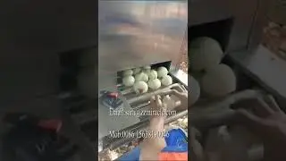 chain type onion peeling machine