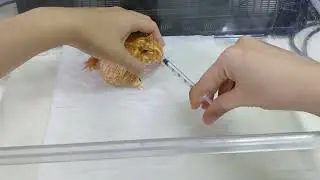 經驗分享 角蛙 快速餵藥方式  嘴巴兩側抬高 上下晃動 嘴巴自然會打開 horned frog quickly drink medicine