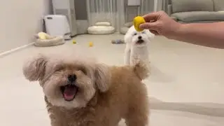 미소아라TT 라이브 으르렁🐻🐻‍❄️🦭