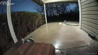 Curious raccoon learns about an electronic mouse trap