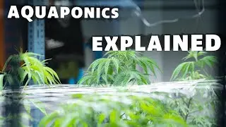 Why Traditional Farming is About to Change Forever with Aquaponics