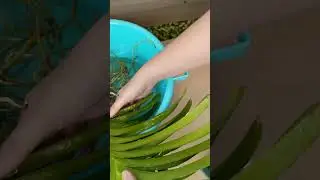 Приземляю орхидею Ванду