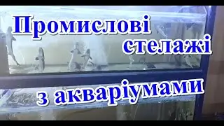 Промислові стелажі з акваріумами