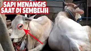 SAPI INI MENANGIS KETIKA AKAN DIS3MB3LIH MENJADI HEWAN QURBAN!!!