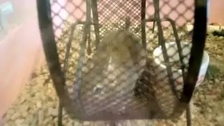 Как приучить дегу к рукам!! Совет от Any PETS