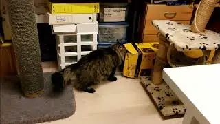 Buddy playing