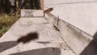 Honey bees carrying food. Ultra slow motion. 4k video