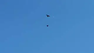 Первый полёт голубей.