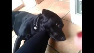 Singing to a pup